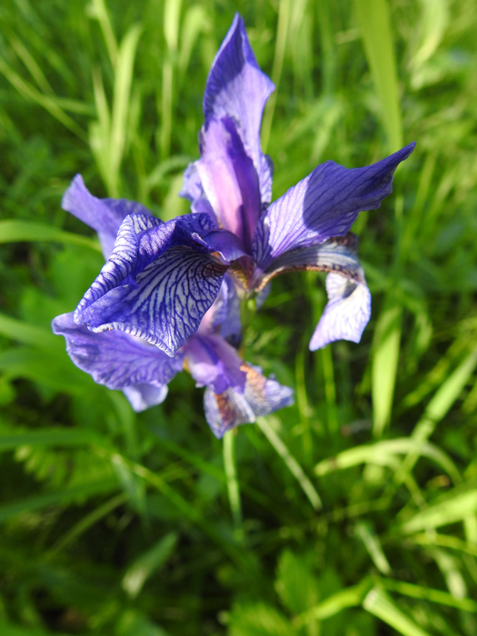 DSCN1394 (525x700, 409Kb)