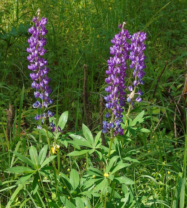 DSC01346 (632x700, 682Kb)