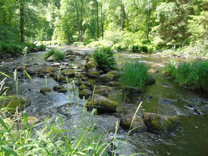 DSC01442 (700x525, 477Kb)