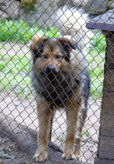 DSC01534 (486x700, 422Kb)