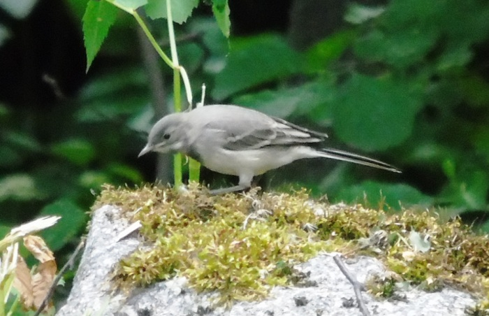 DSC01553 (700x452, 283Kb)