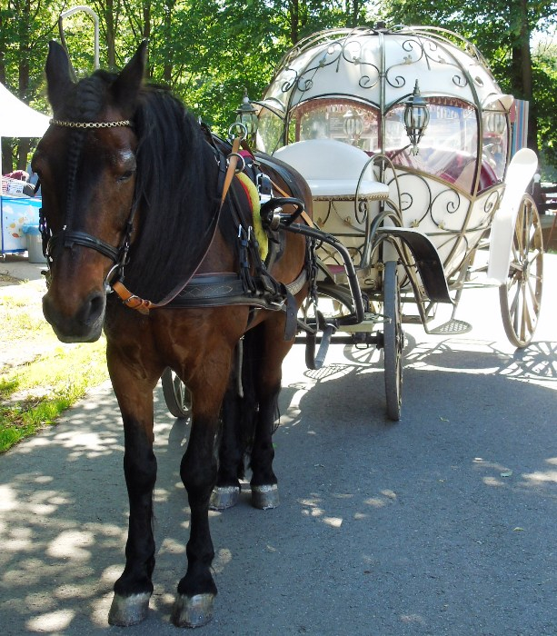 DSC01631 (613x700, 497Kb)