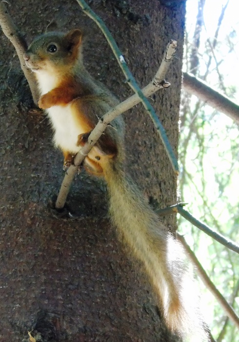 DSC01661 (490x700, 362Kb)