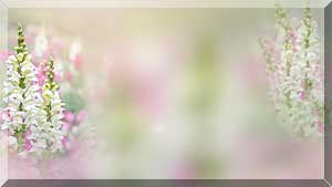 --1 (300x169, 9Kb)
