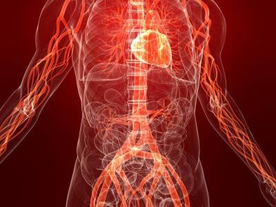 arterii_sosydi (400x300, 24Kb)