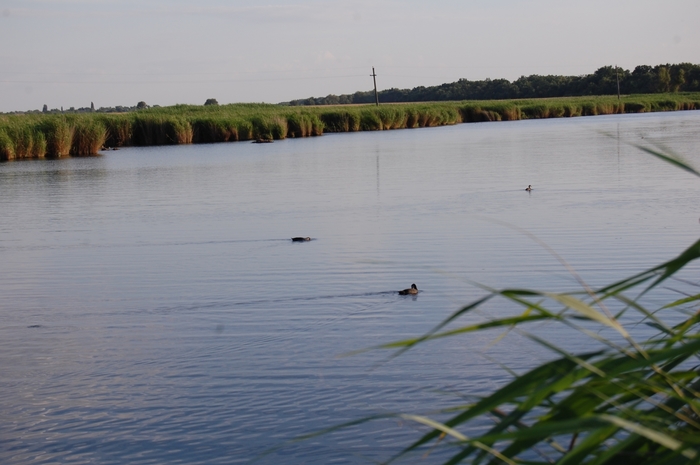 6570326_DSC_0780 (700x465, 185Kb)