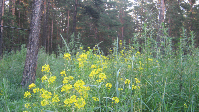 IMG_7272 (700x392, 509Kb)