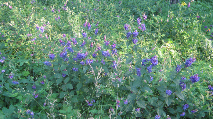 IMG_7301 (700x392, 536Kb)