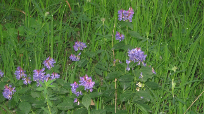 IMG_7303 (700x392, 396Kb)