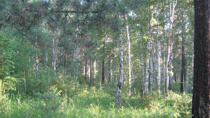 IMG_7317 (700x392, 498Kb)