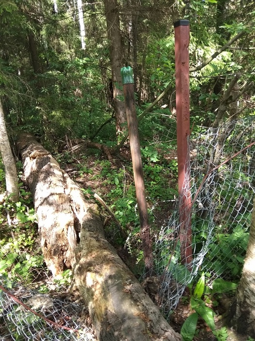 IMG_20190601_143338 (525x700, 250Kb)