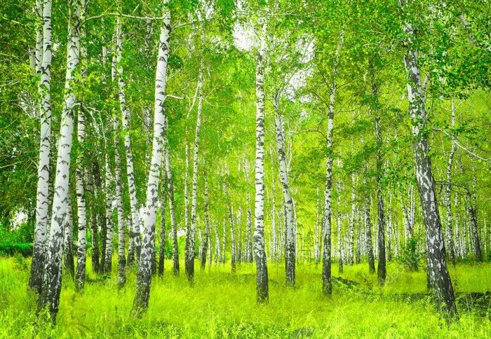3109898_Berezki (700x484, 130Kb)