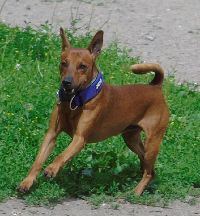 DSC02127 (647x700, 393Kb)