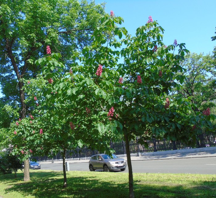 DSC03532 (700x642, 683Kb)