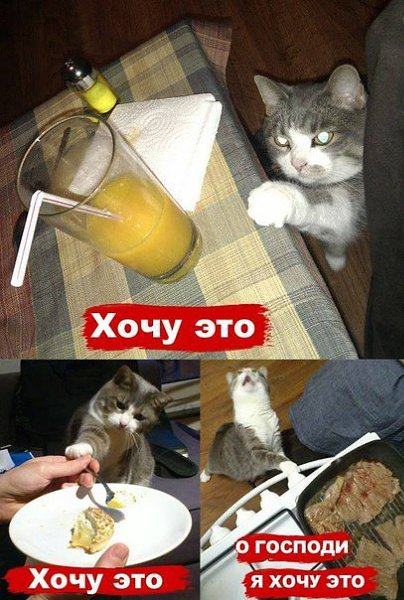 Котоматрица - 3 - Страница 40 149547792_RRS8