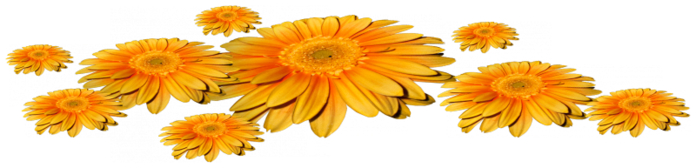 Png-Cicek-Resimi-Flowers-Tubes-Fleur-V020620190816-N589 (700x168, 173Kb)