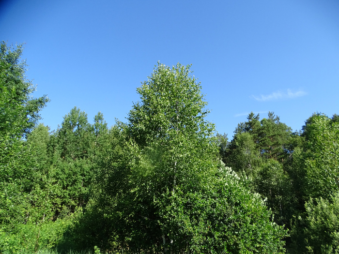 DSC00042 (700x525, 528Kb)