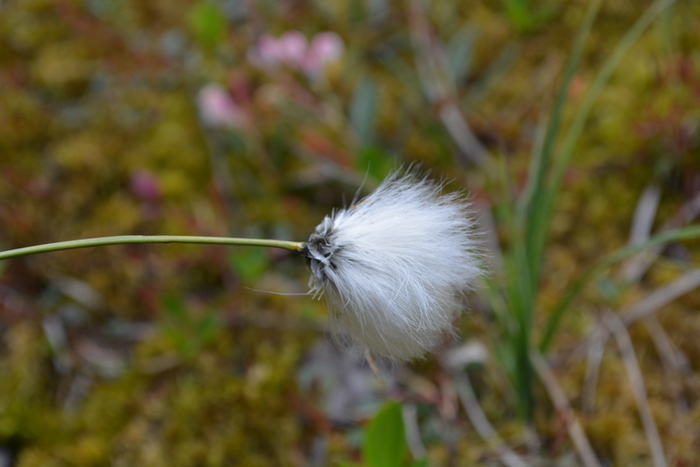 DSC_0123 (700x467, 276Kb)