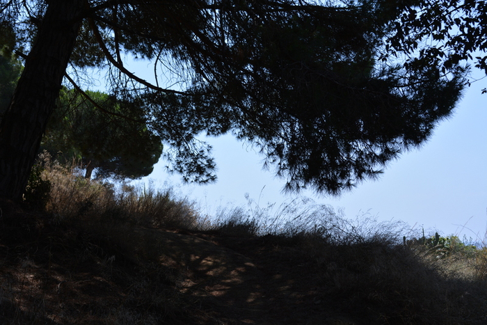 DSC_0279 (700x467, 417Kb)