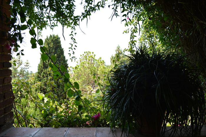 DSC_0321 (700x467, 479Kb)