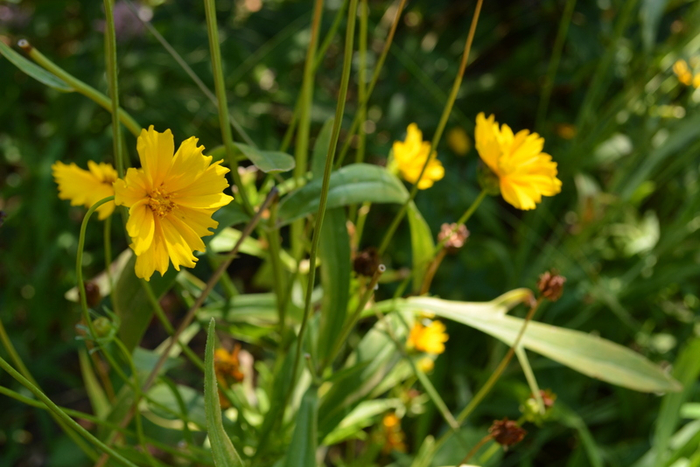 DSC_0347 (700x467, 340Kb)