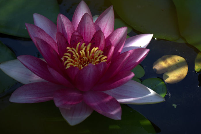 DSC_0416 (700x466, 245Kb)