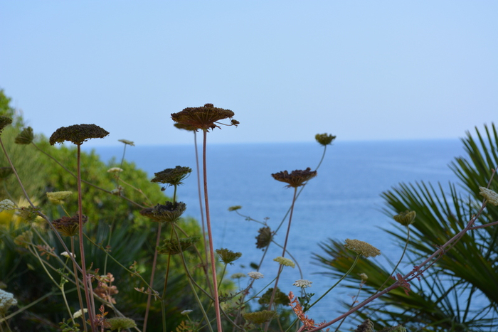 DSC_0482 (700x467, 308Kb)