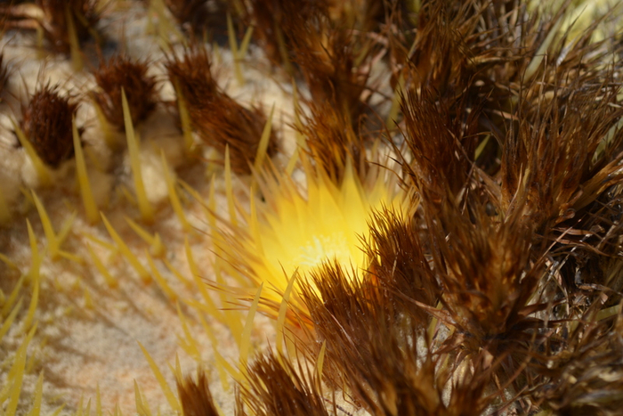 DSC_0578 (700x467, 392Kb)