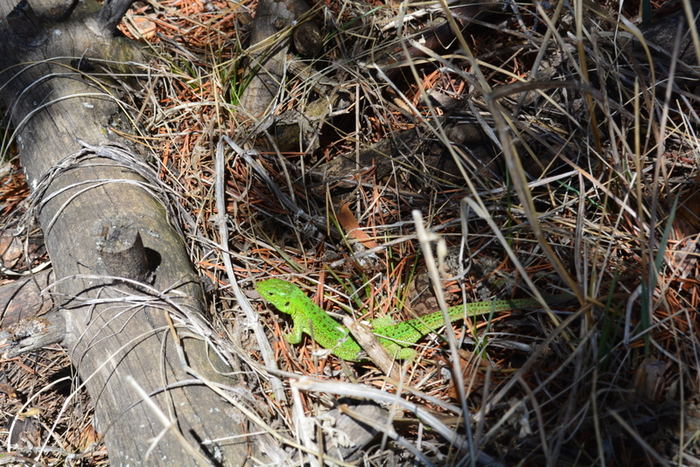 DSC_1062 (700x467, 528Kb)