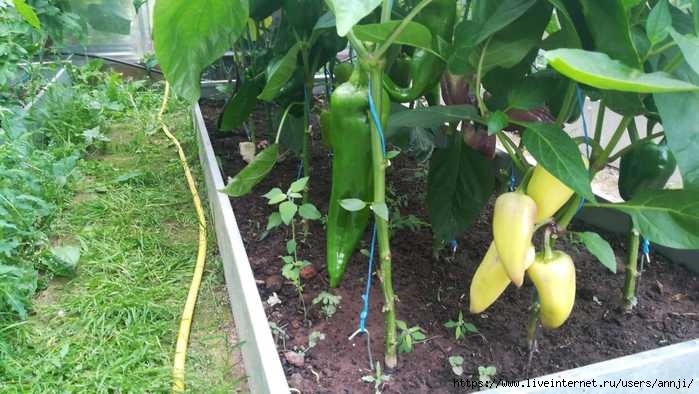 6335022_IMG20190717WA0000_1_ (700x394, 167Kb)