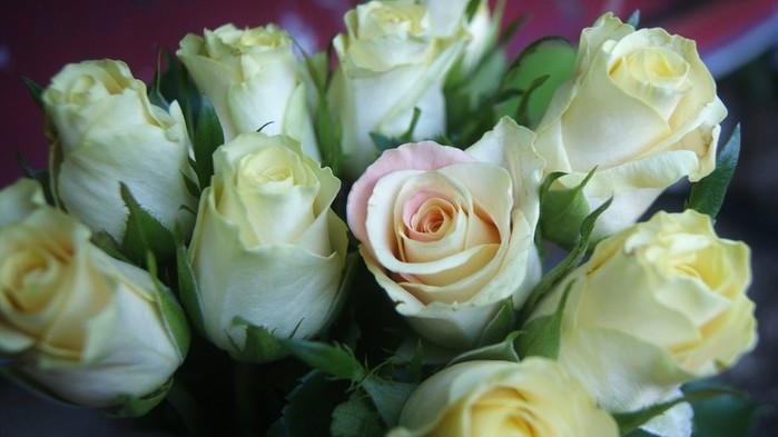 Holidays___International_Womens_Day_Beautiful_white_roses_for_women_056318_ (700x393, 56Kb)