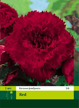 9010, 1 Бегония фимбриата Red (270x367, 100Kb)
