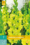  105.163, 7 GLADIOLUS EVERGREEN (220x333, 108Kb)