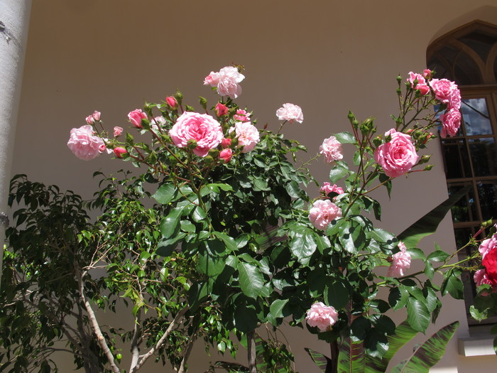1563789633_IMG_5356 (700x525, 131Kb)