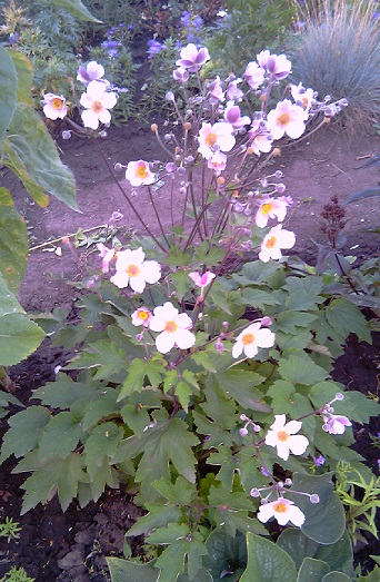 IMAG2085с (342x523, 251Kb)