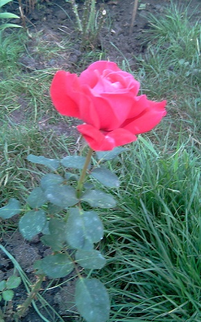 IMAG2087с (290x463, 182Kb)