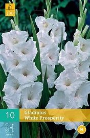 149686712_105790_10_GLADIOLUS_WHITE_PROSPERITY (176x270, 65Kb)