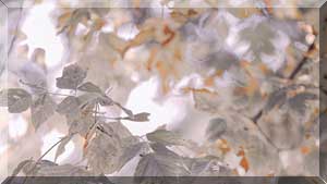 -1 (300x169, 11Kb)