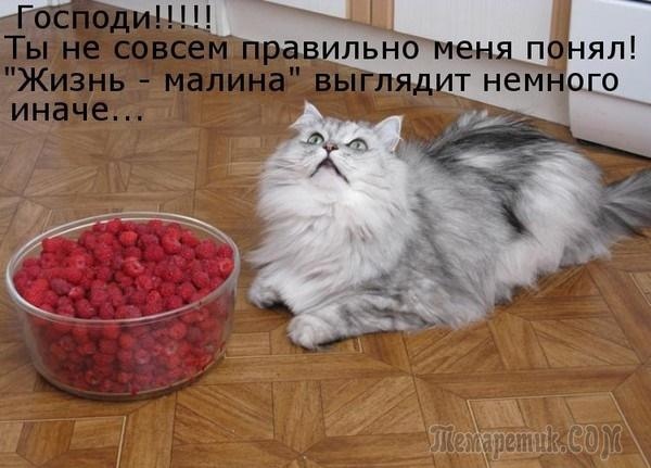 PLmdfVDnzX0 (600x431, 67Kb)