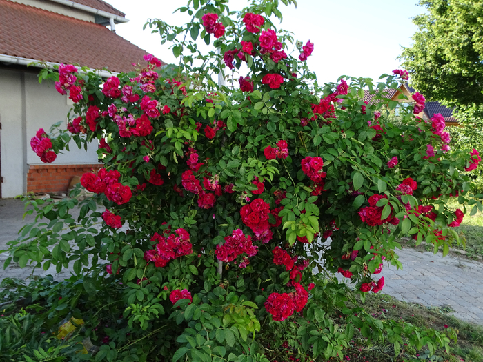 DSC00258 (700x525, 604Kb)