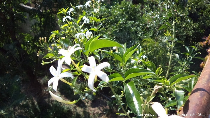 DSC02120 (700x393, 255Kb)