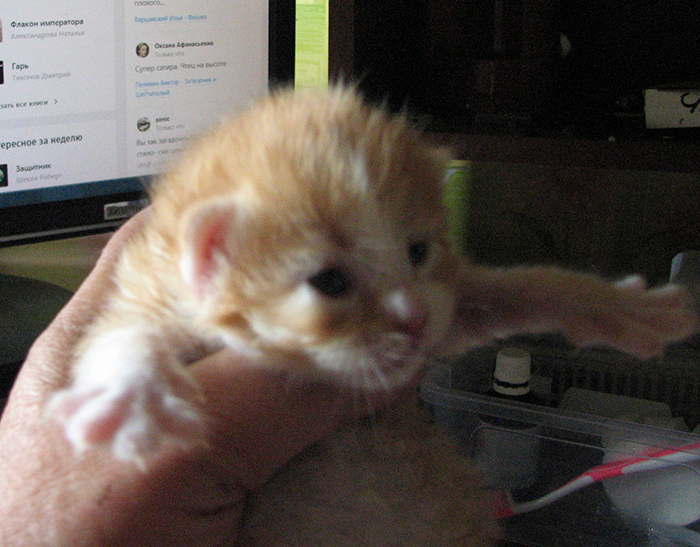 IMG_3531 (700x547, 536Kb)
