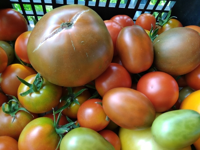 6335022_IMG_20190727_120030 (700x525, 247Kb)