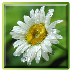 5392353_miniaturaromashki2 (235x235, 96Kb)