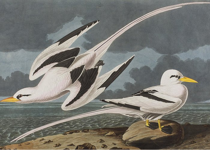 2-tropic-bird-john-james-audubon (700x500, 226Kb)