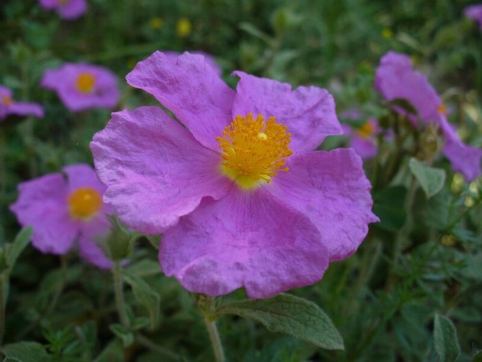 P1140433 (700x525, 52Kb)