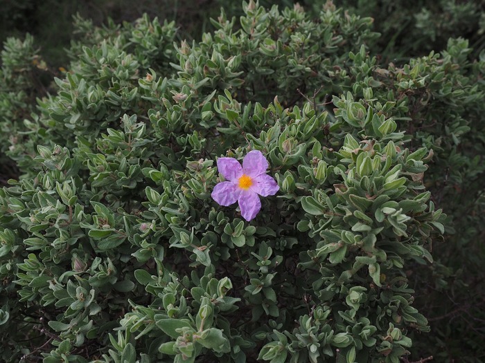 rockrose-1090071_1280 (700x525, 148Kb)