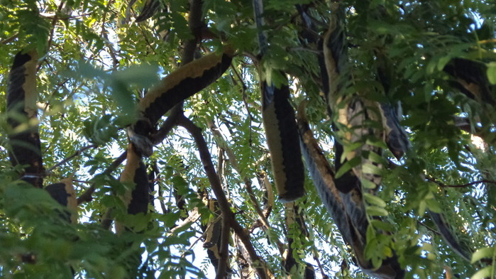 DSC02578 (700x393, 132Kb)