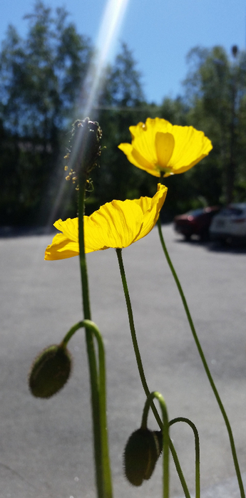 20180711_115048 (345x700, 210Kb)