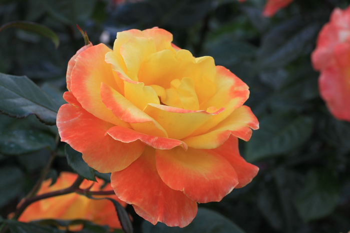 0_65d0d_e2f6684f_XXXL[1] (700x466, 256Kb)